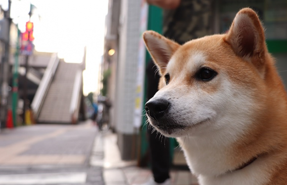 Korea schließt größtes Schlachthaus für Hunde