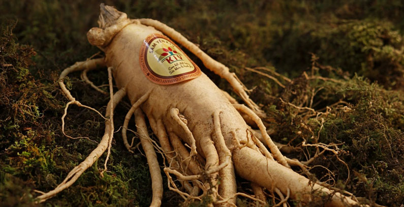 Ginseng