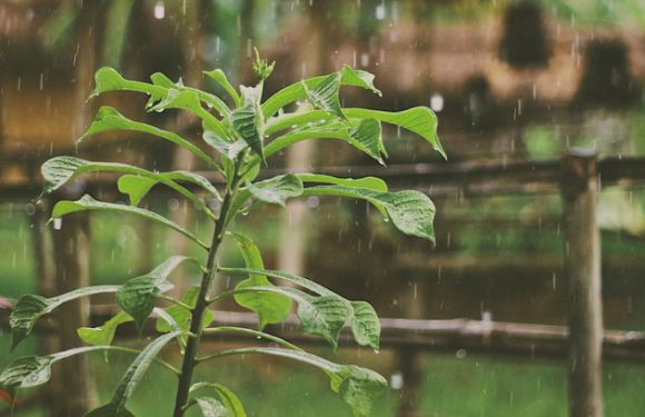 Starker Monsunregen herrscht bis zumindest Mittwoch vor