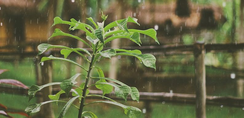 Starker Monsunregen herrscht bis zumindest Mittwoch vor