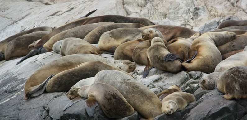 Grund für Aussterben der Dokdo Seelöwen ist nun bekannt