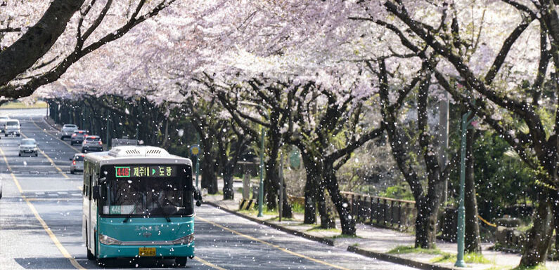 Die Kirschblüte in Korea